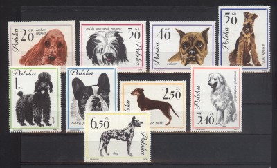 Rasy ps&oacute;w - 1963 polecam