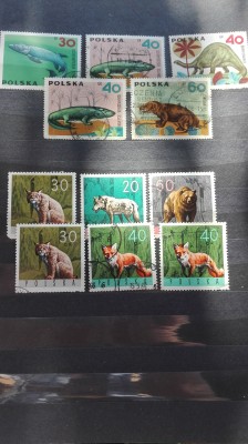 zwierzęta leśne - zbiorek