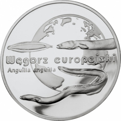 20zł.  Węgorz europejski (łac. Anguilla anguilla)