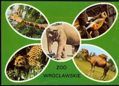 Wrocław 65 ZOO