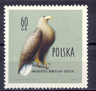 1960 r. Luzak Fi 1067**.