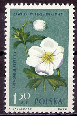 1962 r. Luzak Fi 1185**.
