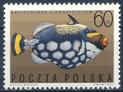 1967 r. Luzak Fi 1603**.