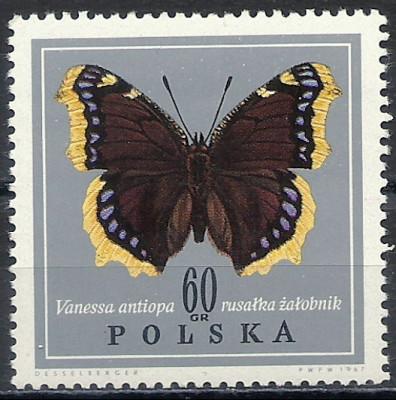 1967 r. Luzak Fi 1653**.