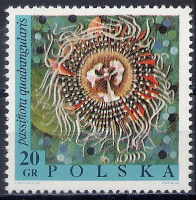 1968 r. Luzak Fi 1690**.