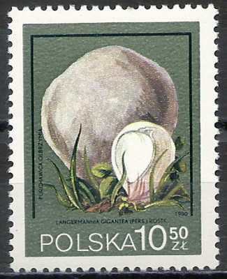 1980 r. Luzak Fi 2550**