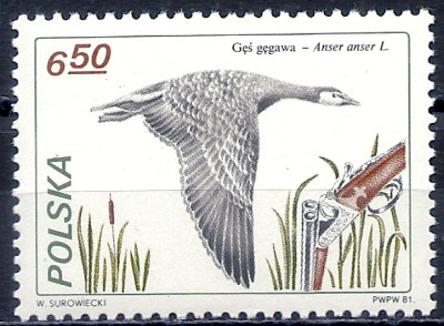 1981 r. Luzak Fi 2606**