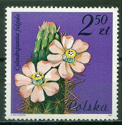 1981 r. Luzak Fi 2639**