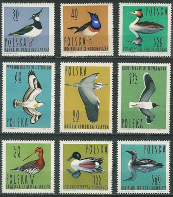 ZC 1342-50 : Ptaki wodne