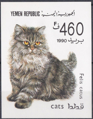 Fauna koty Jemen 1990 czysty **